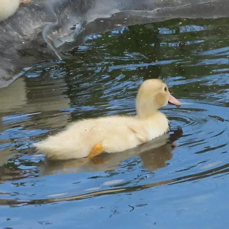 Pensionat Waeldebauernhof