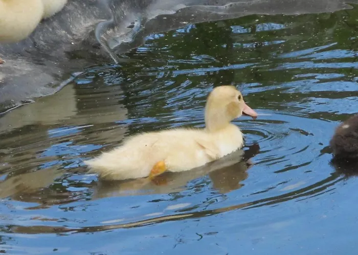 Pensjonat Waeldebauernhof